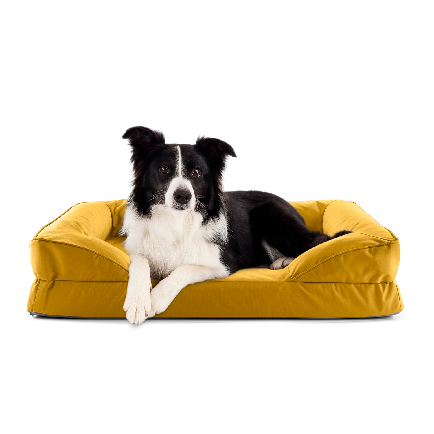 Border Collie liegt in senfgelben LUMALAND Hundebett mit weichem Outdoor-Bezug, Vorderpfoten über die Kante gelegt, Blick aufmerksam nach vorne.