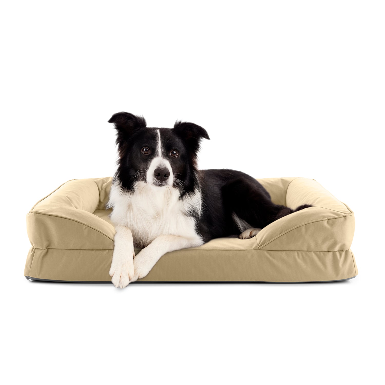 Border Collie liegt in beigen LUMALAND Hundebett mit weichem Outdoor-Bezug, Vorderpfoten über die Kante gelegt, Blick aufmerksam nach vorne.