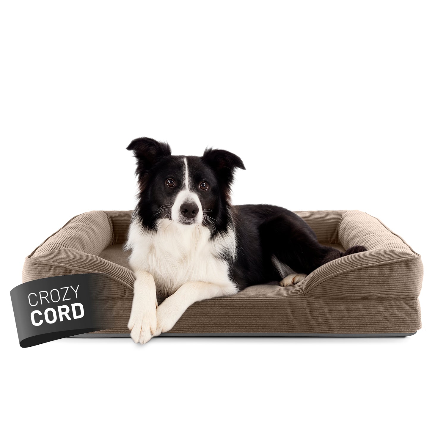 Ein Border Collie liegt in dem hellbraunen LUMALAND Hundebett mit weichem Cord-Bezug, Vorderpfoten über die Kante gelegt, Blick aufmerksam nach vorne.