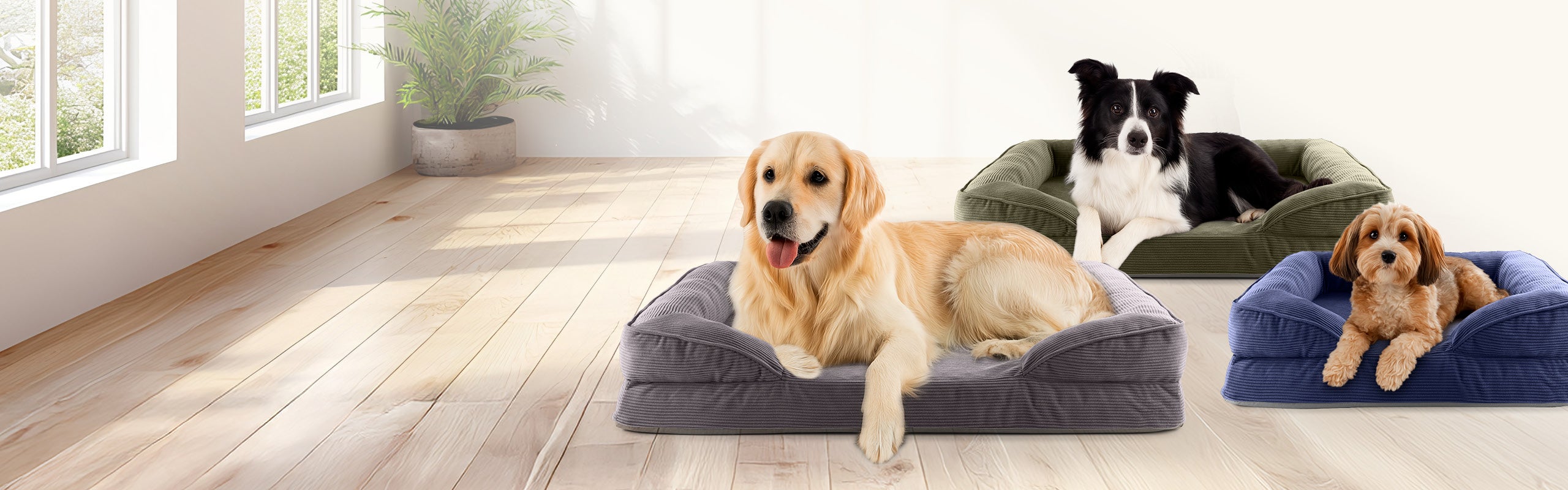 Drei Hunde liegen in LUMALAND Cord-Hundebetten in Grau, Olivegrün und Navyblau in einem hellen Raum mit Holzboden und großen Fenstern.